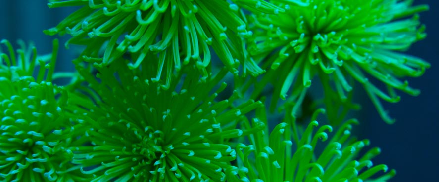 emerald3
